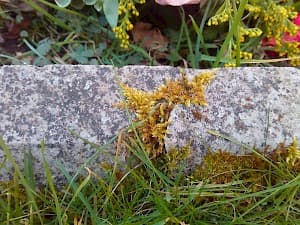 https://imwp.linearsky.com/wp-content/uploads/2025/03/kerb-before-2.jpg